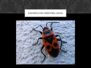 EXEMPLO DE SIMETRÍA AXIAL
 