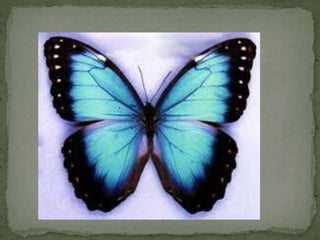 Simetrías na natureza