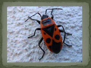 Simetrías na natureza