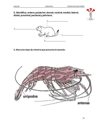 UDELAS ZOOLOGÍA TÉCNICO EN VECTORES
14
2. Identifica; antero, posterior,dorsal,ventral,medial, lateral,
distal, proximal,pectoraly pelviano.
3. Marcalos tipos de simetría que presentael camarón.
 