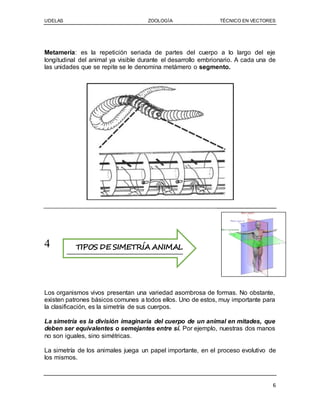 UDELAS ZOOLOGÍA TÉCNICO EN VECTORES
6
Metamería: es la repetición seriada de partes del cuerpo a lo largo del eje
longitudinal del animal ya visible durante el desarrollo embrionario. A cada una de
las unidades que se repite se le denomina metámero o segmento.
4
Los organismos vivos presentan una variedad asombrosa de formas. No obstante,
existen patrones básicos comunes a todos ellos. Uno de estos, muy importante para
la clasificación, es la simetría de sus cuerpos.
La simetría es la división imaginaria del cuerpo de un animal en mitades, que
deben ser equivalentes o semejantes entre sí. Por ejemplo, nuestras dos manos
no son iguales, sino simétricas.
La simetría de los animales juega un papel importante, en el proceso evolutivo de
los mismos.
TIPOS DE SIMETRÍA ANIMAL
 