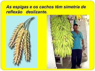 As espigas e os cachos têm simetria de
reflexão deslizante.
 