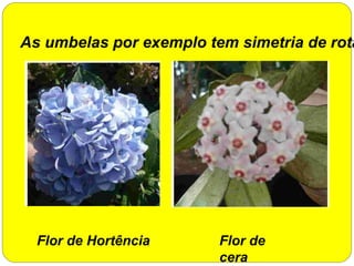 As umbelas por exemplo tem simetria de rota
Flor de Hortência Flor de
cera
 