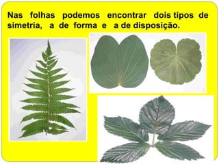 Nas folhas podemos encontrar dois tipos de
simetria, a de forma e a de disposição.
 