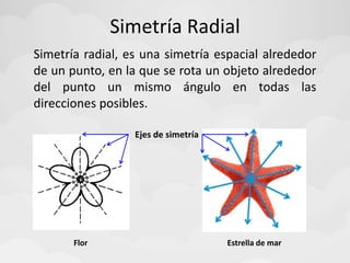 Estrella de marFlor
Simetría Radial
Simetría radial, es una simetría espacial alrededor
de un punto, en la que se rota un objeto alrededor
del punto un mismo ángulo en todas las
direcciones posibles.
Ejes de simetría
 