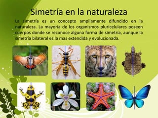 Simetría en la naturaleza
La simetría es un concepto ampliamente difundido en la
naturaleza. La mayoría de los organismos pluricelulares poseen
cuerpos donde se reconoce alguna forma de simetría, aunque la
simetría bilateral es la mas extendida y evolucionada.
 
