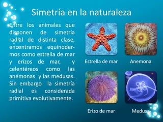 Simetría en la naturaleza
Entre los animales que
disponen de simetría
radial de distinta clase,
encontramos equinoder-
mos como estrella de mar
y erizos de mar, y
celentéreos como las
anémonas y las medusas.
Sin embargo la simetría
radial es considerada
primitiva evolutivamente.
Estrella de mar Anemona
Erizo de mar Medusa
 