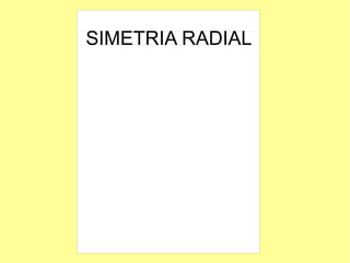 SIMETRIA RADIAL
 