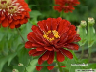 Simfonia Florilor | PPSX