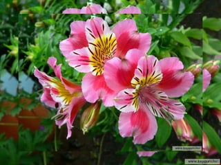 Simfonia Florilor | PPSX