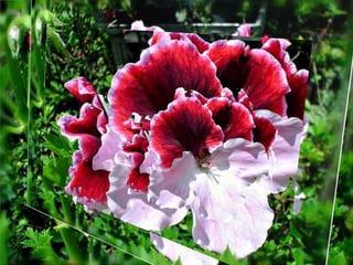 Simfonia Florilor | PPSX