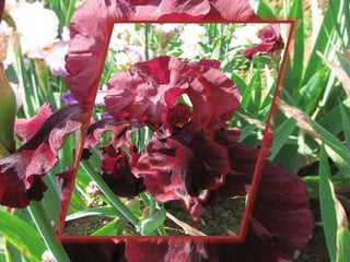 Simfonia Florilor | PPSX