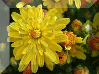 Simfonia Florilor | PPSX