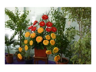 Simfonia Florilor Pitesti 2013