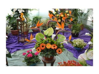 Simfonia Florilor Pitesti 2013