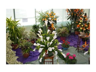 Simfonia Florilor Pitesti 2013