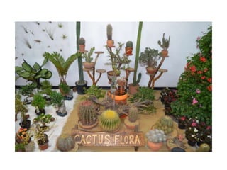 Simfonia Florilor Pitesti 2013