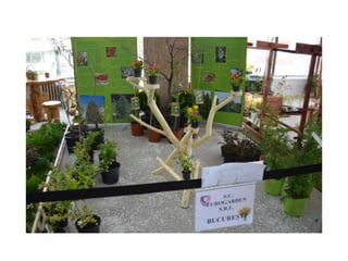 Simfonia Florilor Pitesti 2013