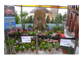 Simfonia Florilor Pitesti 2013