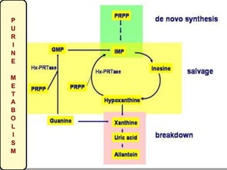 P
U
R
I
N
E
M
E
T
A
B
O
L
I
S
M
 