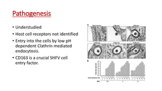Pathogenesis
• Understudied
• Host cell receptors not identified
• Entry into the cells by low pH
dependent Clathrin mediated
endocytosis.
• CD163 is a crucial SHFV cell
entry factor.
 