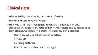 Clinical signs
• African NHPs; low viremia, persistent infection.
• Bacterial sepsis in 75% of cases.
• Highly fatal in Asian macaques; Fever, facial edema, anorexia,
dehydration, depression, retrobulbar hemorrhages and subcutaneous
hematomas. Coagulation defects indicated by skin petechiae
Death occurs 7 to 13 days after infection
3-7 days IP
Bleeding diathesis
Alternatively sudden death. No signs
 