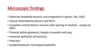 Microscopic findings
• Extensive lymphoid necrosis and congestion in spleen, LNs, GALT.
• Sinuses distended by plasma and fibrin.
• Complete cortical thymic necrosis with sparing of medulla - unique to
SHFV
• Thrombi within glomeruli, hepatic sinusoids and lung.
• Intestinal epithelial cell necrosis.
• Fetal loss
• Lymphohistocytic meningioencephalitis
 