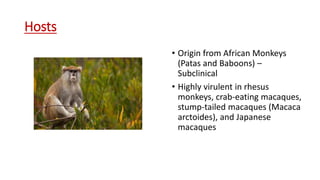 Hosts
• Origin from African Monkeys
(Patas and Baboons) –
Subclinical
• Highly virulent in rhesus
monkeys, crab-eating macaques,
stump-tailed macaques (Macaca
arctoides), and Japanese
macaques
 