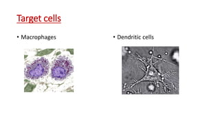 Target cells
• Macrophages • Dendritic cells
 