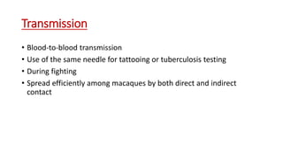 Transmission
• Blood-to-blood transmission
• Use of the same needle for tattooing or tuberculosis testing
• During fighting
• Spread efficiently among macaques by both direct and indirect
contact
 