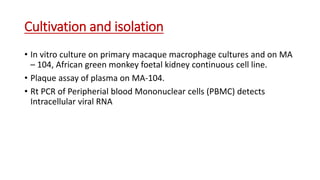 Cultivation and isolation
• In vitro culture on primary macaque macrophage cultures and on MA
– 104, African green monkey foetal kidney continuous cell line.
• Plaque assay of plasma on MA-104.
• Rt PCR of Peripherial blood Mononuclear cells (PBMC) detects
Intracellular viral RNA
 