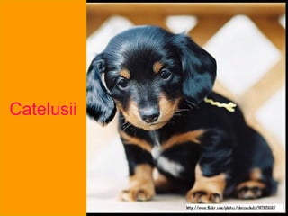 Catelusii 