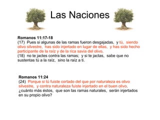 Las Naciones Romanos 11:17-18 (17)  Pues si algunas de las ramas fueron desgajadas,  y  tú,  siendo   olivo silvestre,  has sido injertado en lugar de ellas,  y has sido hecho participante de la raíz y de la rica savia del olivo, (18)  no te jactes contra las ramas;  y si te jactas,  sabe que no sustentas tú a la raíz,  sino la raíz a ti. Romanos 11:24 (24)  Porque si tú fuiste cortado del que por naturaleza es olivo silvestre,  y contra naturaleza fuiste injertado en el buen olivo,   ¿cuánto más éstos,  que son las ramas naturales,  serán injertados en su propio olivo? 
