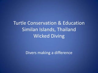 Turtle Conservation & EducationSimilan Islands, ThailandWicked Diving  Divers making a difference 