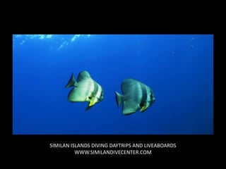 SIMILAN ISLANDS DIVING DAYTRIPS AND LIVEABOARDS
WWW.SIMILANDIVECENTER.COM
 