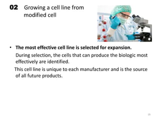02 Growing a cell line from
modified cell
• The most effective cell line is selected for expansion.
During selection, the cells that can produce the biologic most
effectively are identified.
This cell line is unique to each manufacturer and is the source
of all future products.
19
 