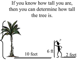 If you know how tall you are, then you can determine how tall the tree is. 10 feet 2 feet 6 ft 
