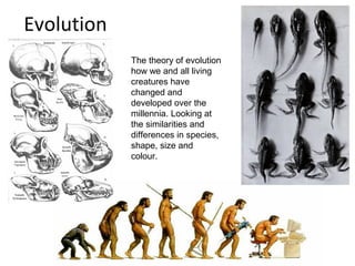 Evolution
            The theory of evolution
            how we and all living
            creatures have
            changed and
            developed over the
            millennia. Looking at
            the similarities and
            differences in species,
            shape, size and
            colour.
 