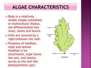 Similarities And Dissimilarities Of Algae And Plants Similarities And Dissimilarities Of Algae And Plants