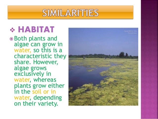 Similarities And Dissimilarities Of Algae And Plants Similarities And Dissimilarities Of Algae And Plants