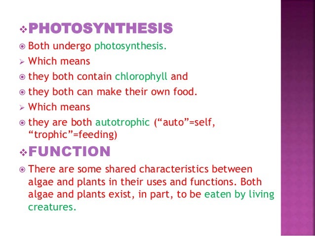 Similarities And Dissimilarities Of Algae And Plants Similarities And Dissimilarities Of Algae And Plants
