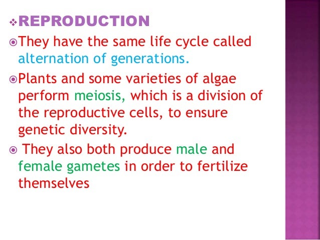 Similarities And Dissimilarities Of Algae And Plants Similarities And Dissimilarities Of Algae And Plants