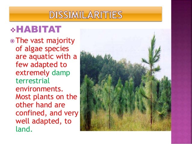 Similarities And Dissimilarities Of Algae And Plants Similarities And Dissimilarities Of Algae And Plants