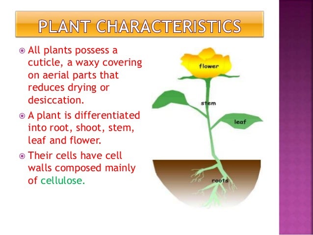 Similarities and dissimilarities of algae and plants venn diagram makeup 