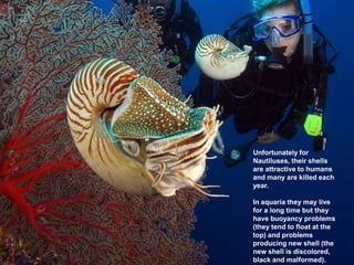 Malformed Shells Similarities between nautilus and a survival entrepeneur | PPT
