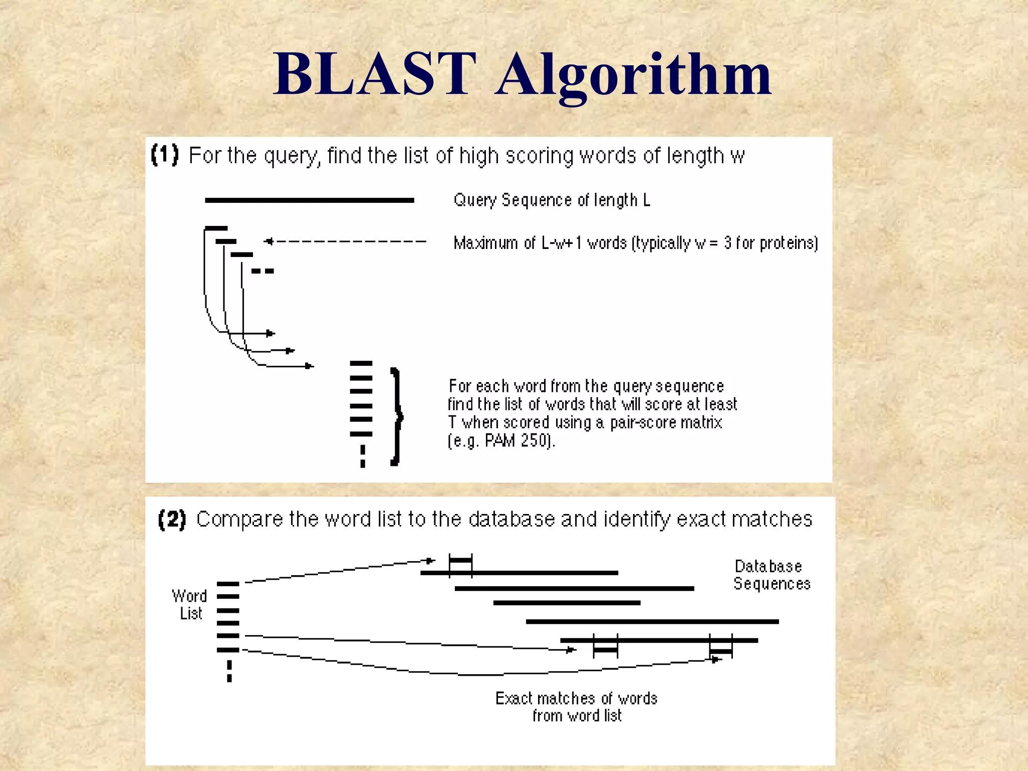 BLAST Algorithm 