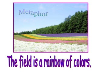 Metaphor The field is a rainbow of colors. 