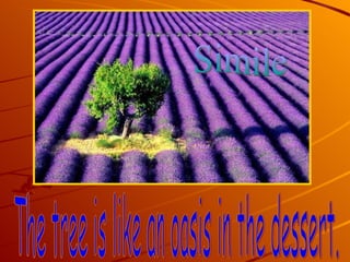 The tree is like an oasis in the dessert. Simile 