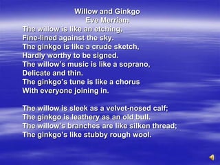 Willow and Ginkgo
                   Eve Merriam
The willow is like an etching,
Fine-lined against the sky.
The ginkgo is like a crude sketch,
Hardly worthy to be signed.
The willow’s music is like a soprano,
Delicate and thin.
The ginkgo’s tune is like a chorus
With everyone joining in.

The willow is sleek as a velvet-nosed calf;
The ginkgo is leathery as an old bull.
The willow’s branches are like silken thread;
The ginkgo’s like stubby rough wool.
 