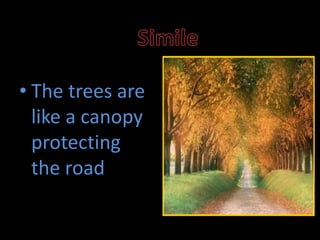 • The trees are
like a canopy
protecting
the road
 